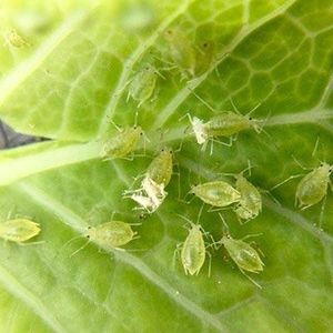 uploads/images/pest/chilli aphids.jpg